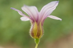 Sisyrinchium rosulatum
