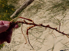 Juncus breweri