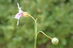 Sisyrinchium rosulatum