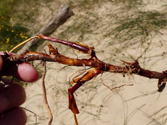 Juncus breweri