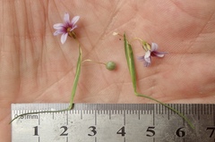 Sisyrinchium rosulatum