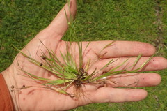 Sisyrinchium rosulatum