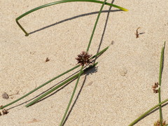 Juncus breweri