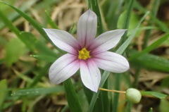 Sisyrinchium rosulatum