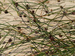Juncus breweri