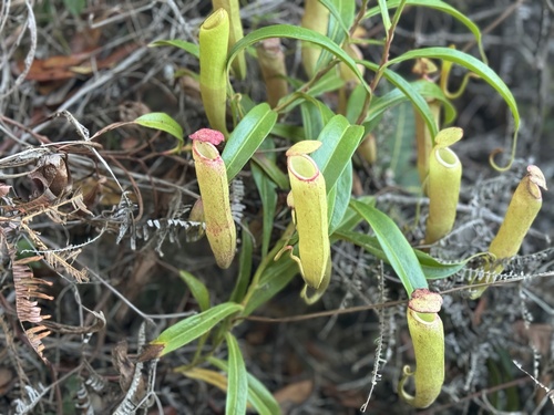 Nepenthes rosea