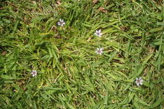 Sisyrinchium rosulatum