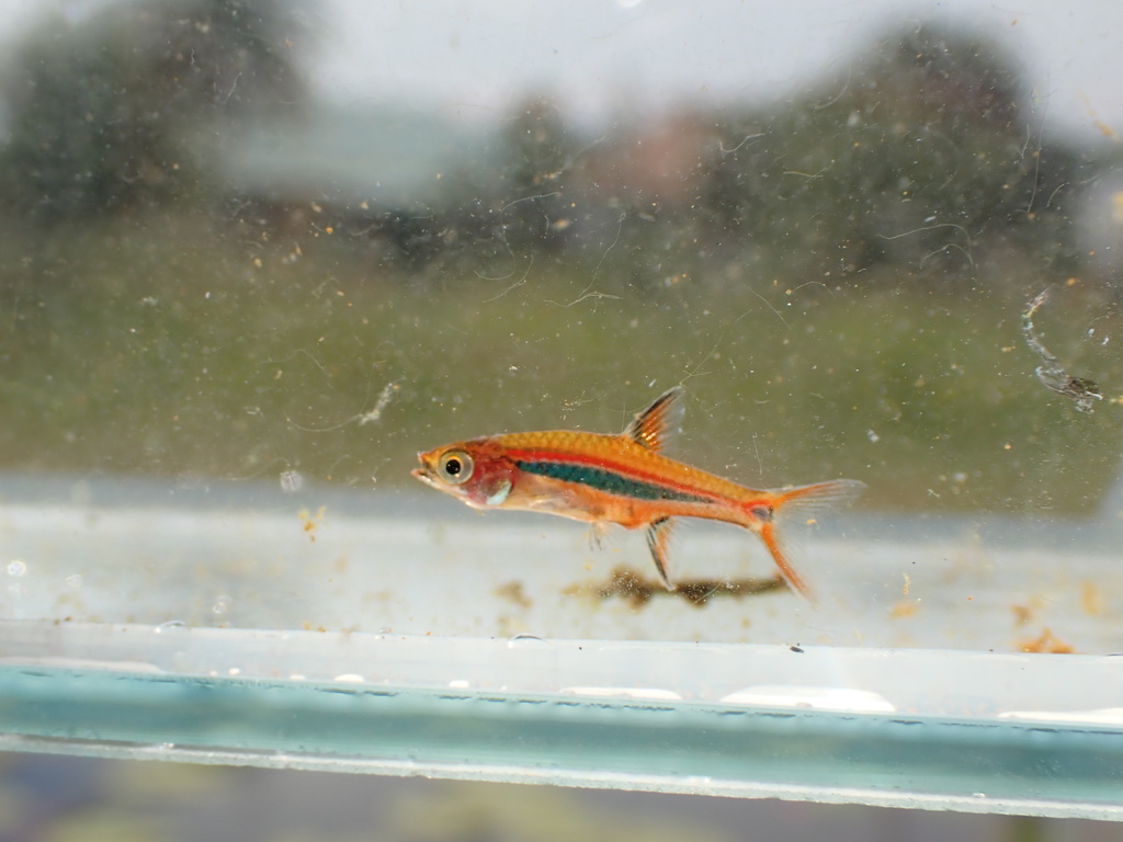 Rasbora point d'exclamation (Boraras urophthalmoides)