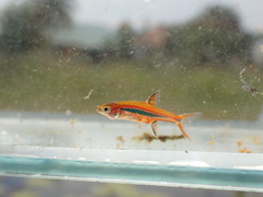 Least Rasbora photo 2