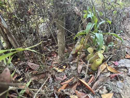 Nepenthes rosea
