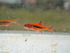 Least Rasbora photo 1