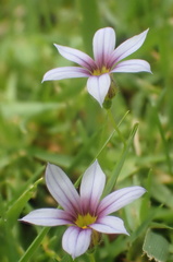 Sisyrinchium rosulatum