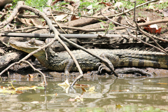 Caiman crocodilus fuscus