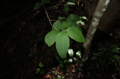 Image of Callicarpa pedunculata by (c) Greg Tasney, some rights reserved (CC BY-SA)