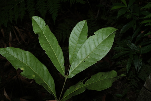 Image of Flindersia schottiana by (c) Greg Tasney, some rights reserved (CC BY-SA)