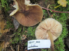 Pluteus granularis