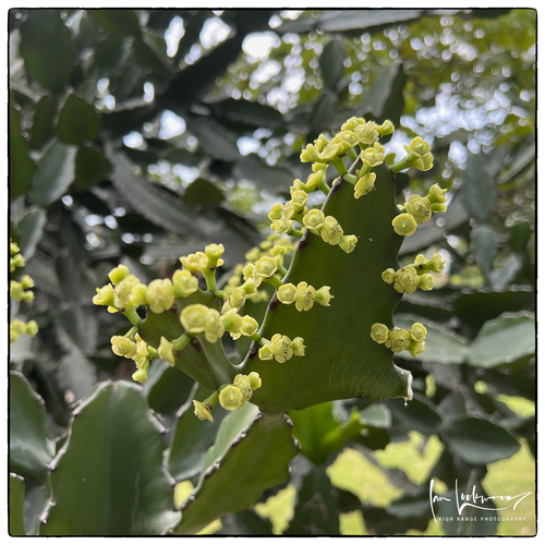 antique spurge