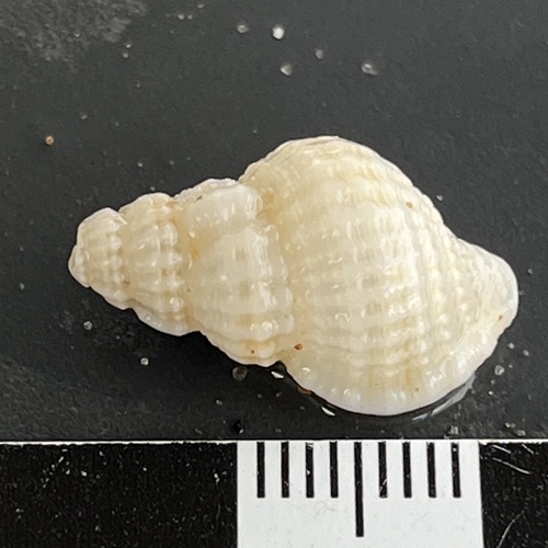 Cymatiella verrucosa, 2025-01-01