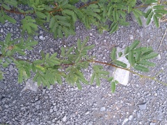 Senegalia berlandieri