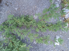 Senegalia berlandieri