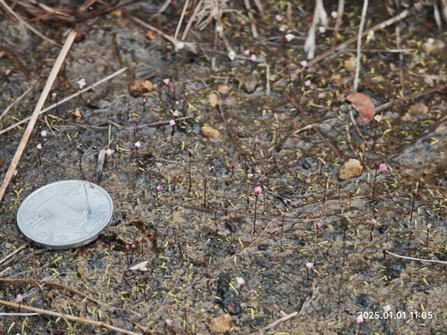 Utricularia minutissima iNat (2)