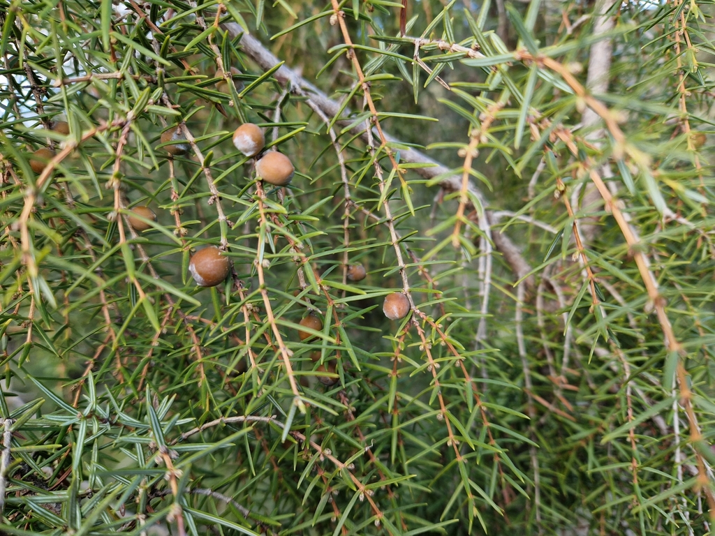 Foto de Cedro-do-mato