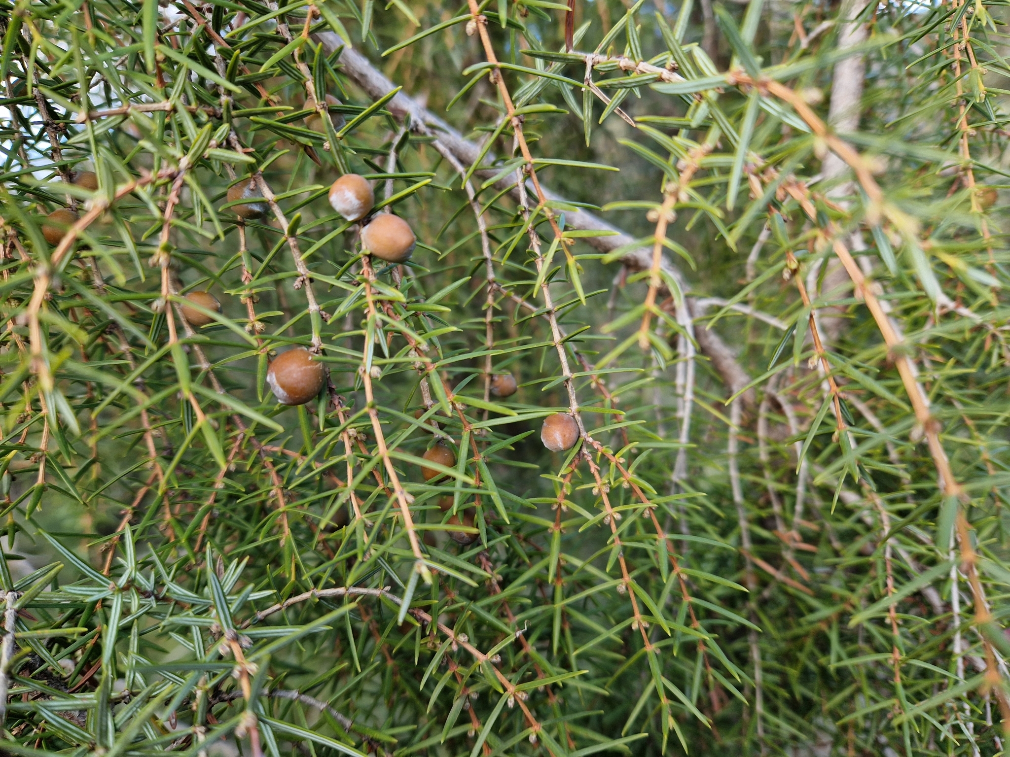 Imagem de Cedro-do-mato