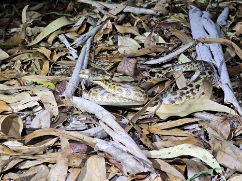 Spotted Python sighting