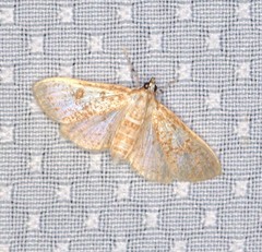 Palpita freemanalis