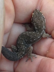 Pachydactylus geitje