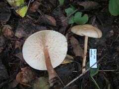 Melanoleuca cognata