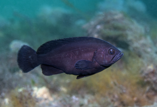Donkere zaagbaars (Triso dermopterus) — Serranidae