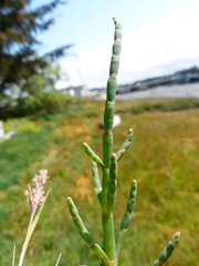 Salicornia perennis