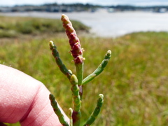 Salicornia perennis