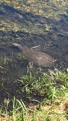 Apalone spinifera guadalupensis