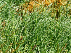 Salicornia perennis