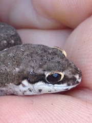 Pachydactylus geitje