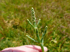 Salicornia perennis