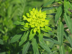 Euphorbia semivillosa