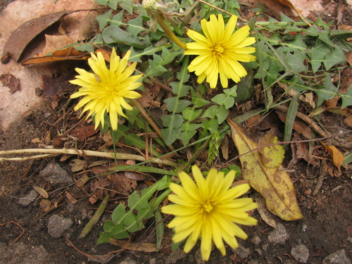 Big-root Dandelion (Taraxacum cyprium)
