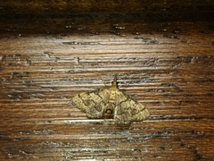Metasia ophialis
