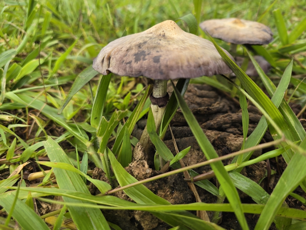 Psilocybe cubensis · December 2024 · photo: © filipi_soares (iNaturalist, cc-by)