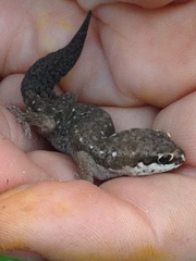 Pachydactylus geitje