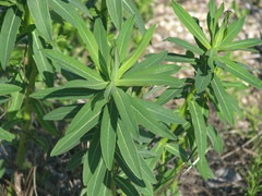 Euphorbia semivillosa