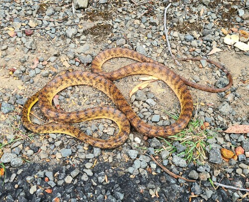 Brown Tree Snake sighting