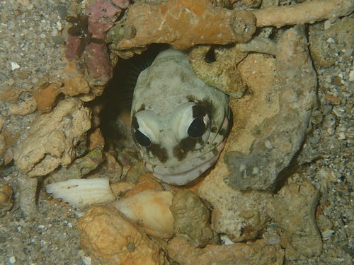 Darwin jawfish (Opistognathus dendriticus) — Opistognathidae — 5