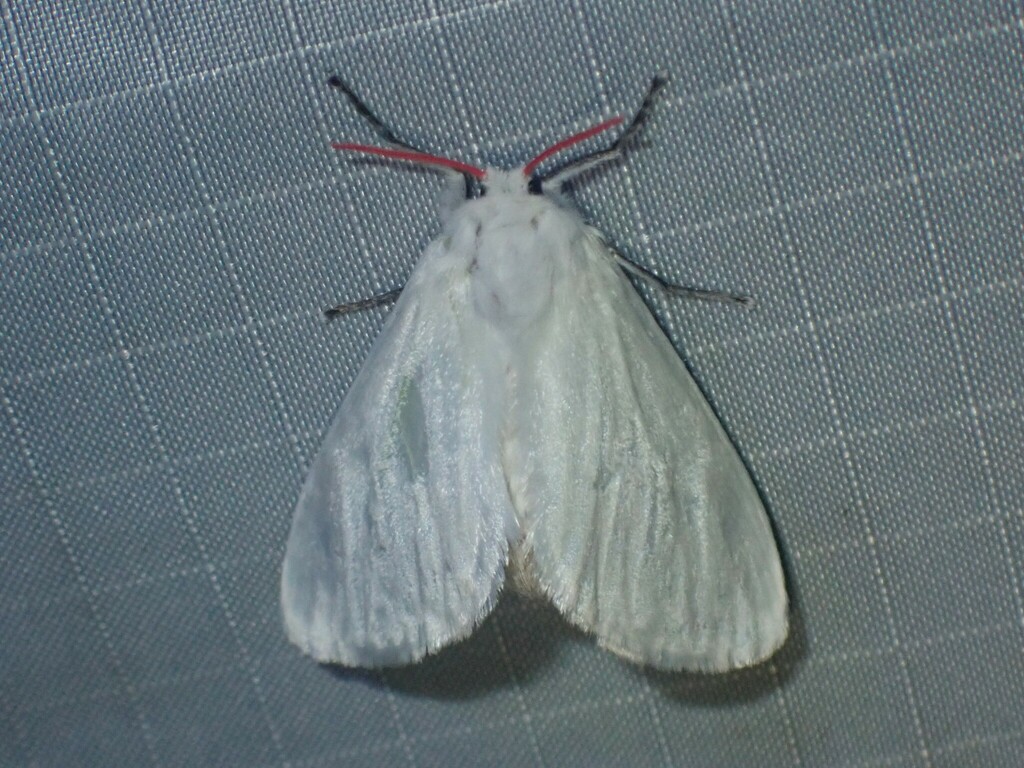 Aithorape flammicornis
