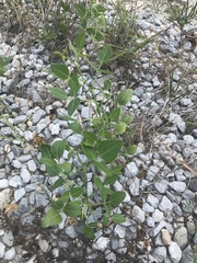 Strophostyles helvola