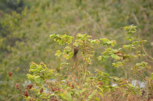 Speckled Mousebird