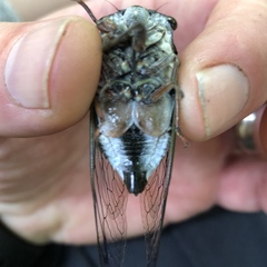 Neotibicen lyricen engelhardti
